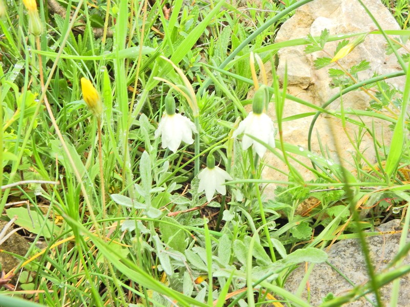 Acis nicaeensis photo 7