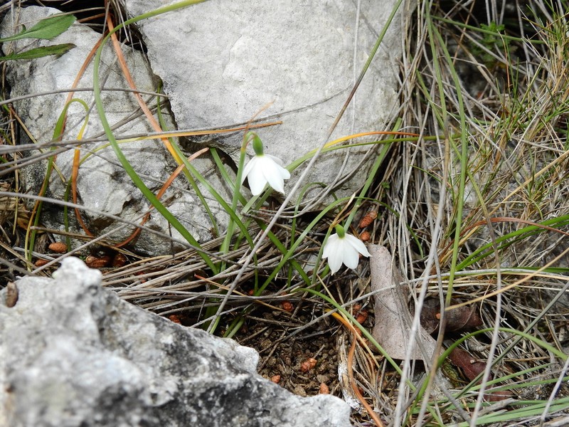 Acis nicaeensis photo 8