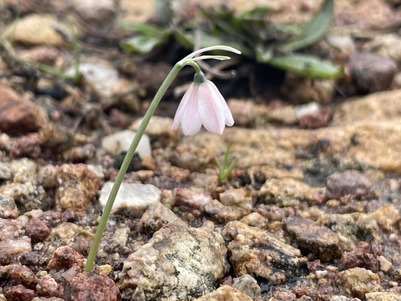 Acis rosea photo 2