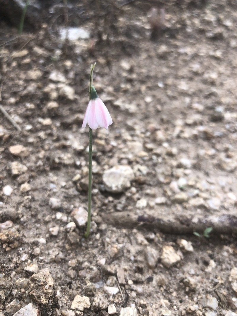 Acis rosea photo 3
