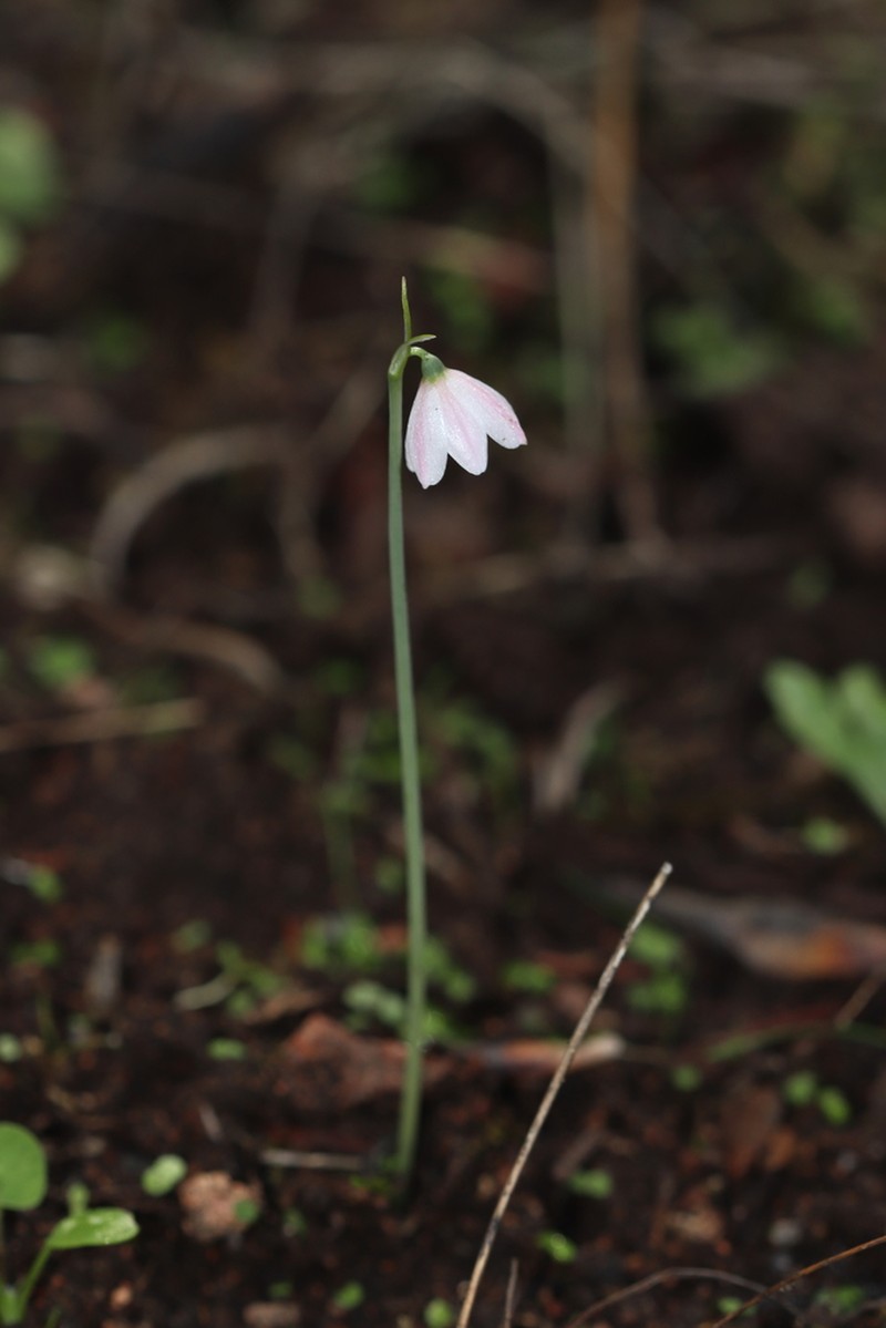 Acis rosea photo 4