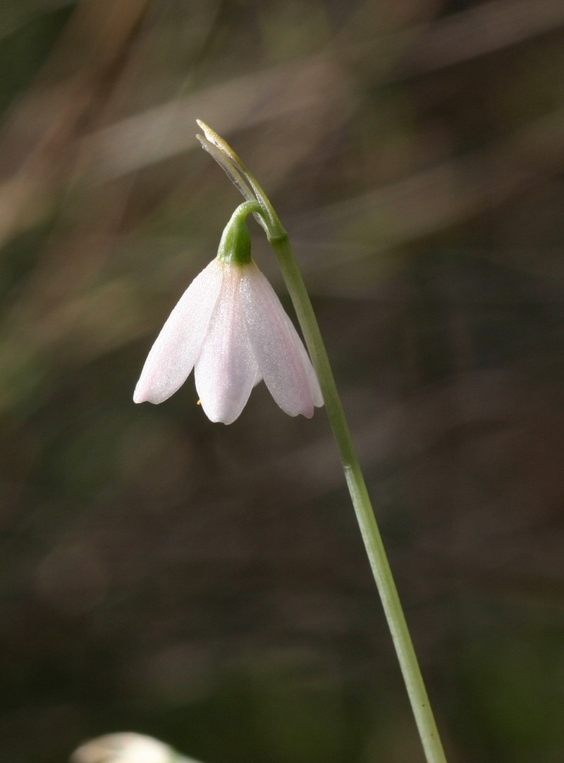 Acis rosea photo 5