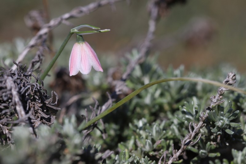 Acis rosea photo 7