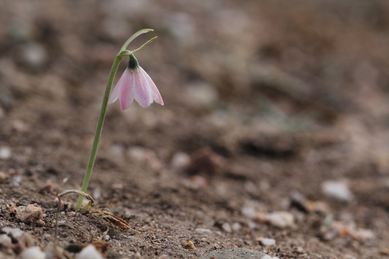 Acis rosea photo 8