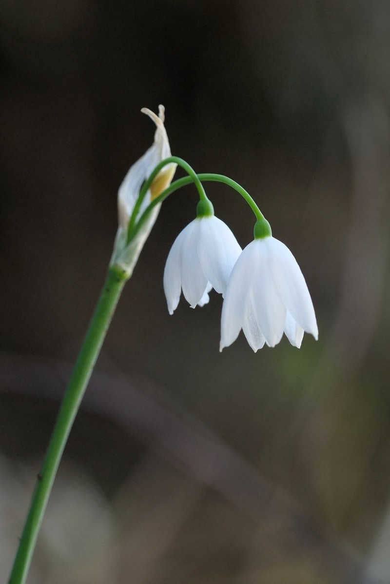 Acis tingitana photo 2