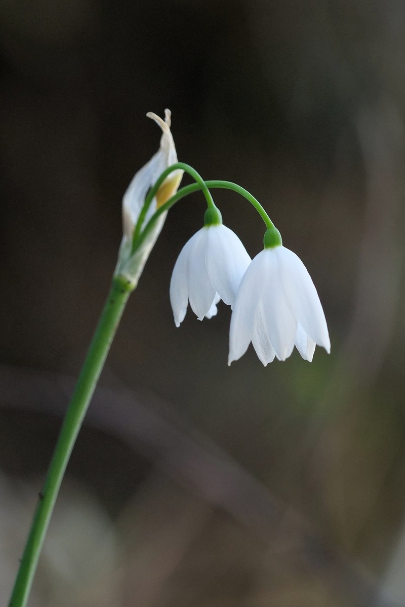 Acis tingitana photo 4