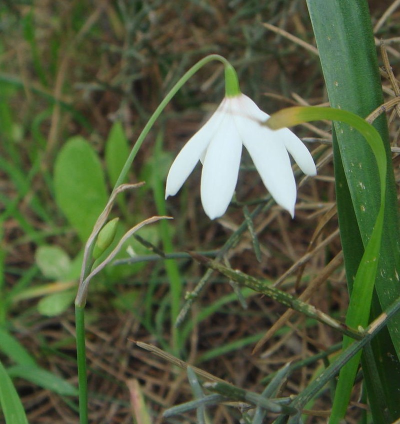 Acis trichophylla
