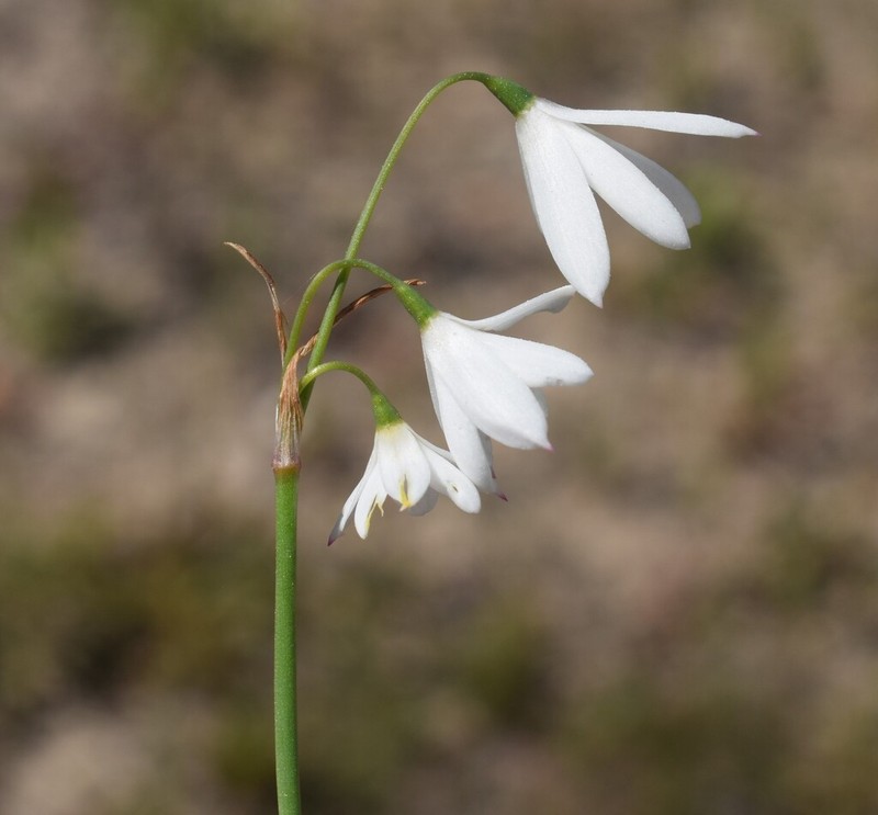 Acis trichophylla photo 2