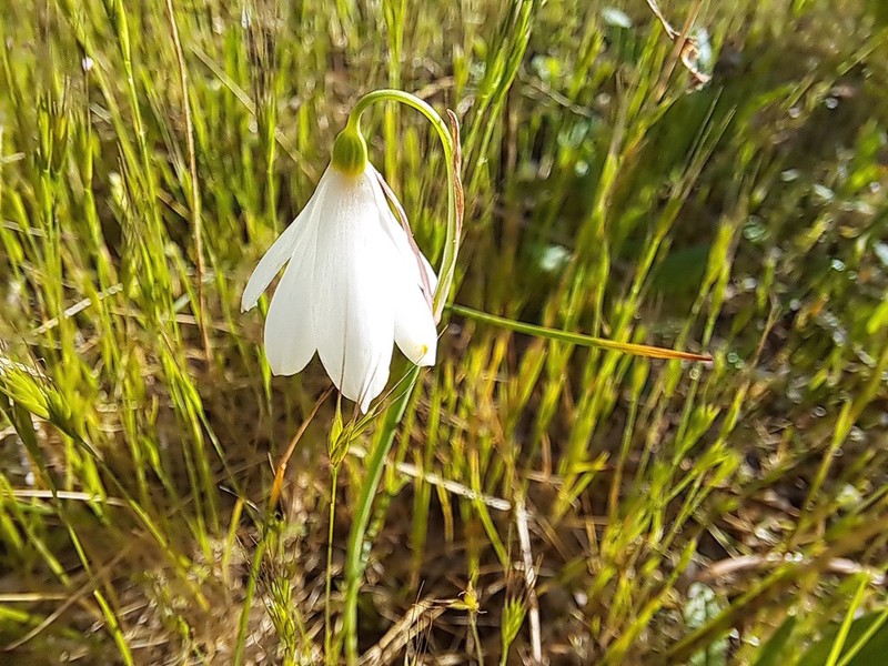 Acis trichophylla photo 3