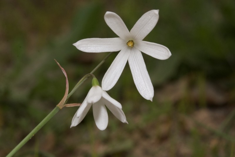 Acis trichophylla photo 4