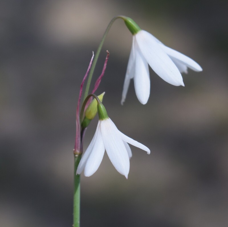 Acis trichophylla photo 5