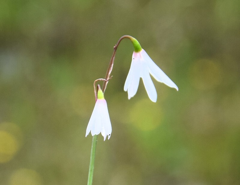 Acis trichophylla photo 6