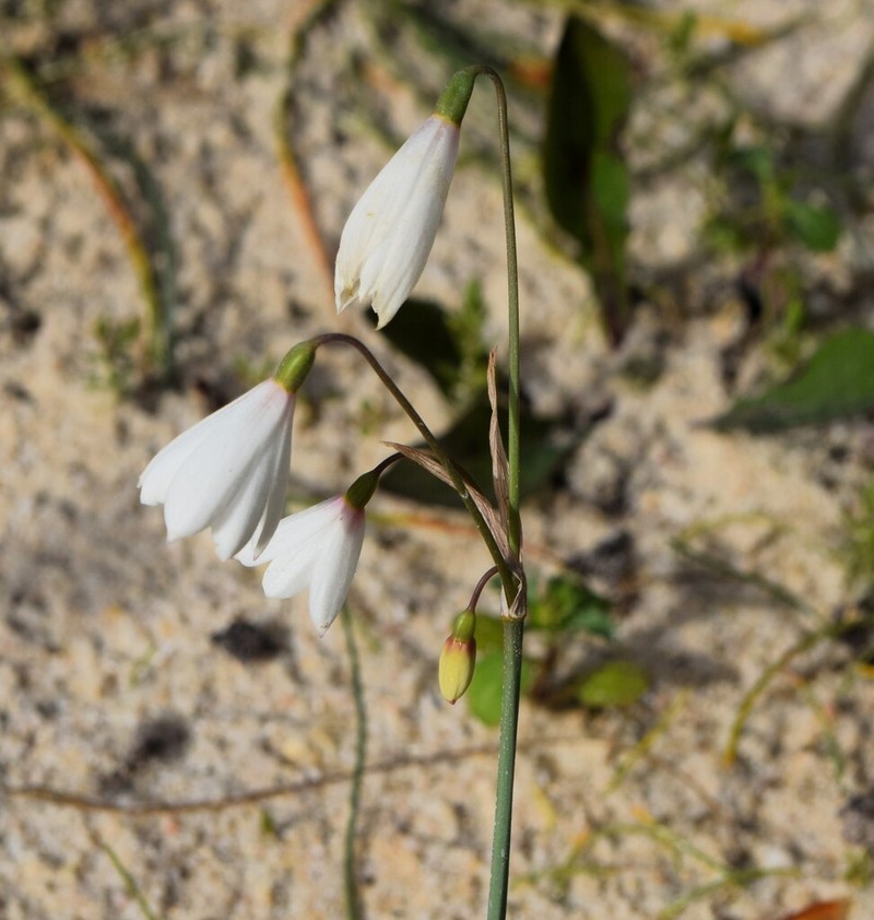Acis trichophylla photo 7