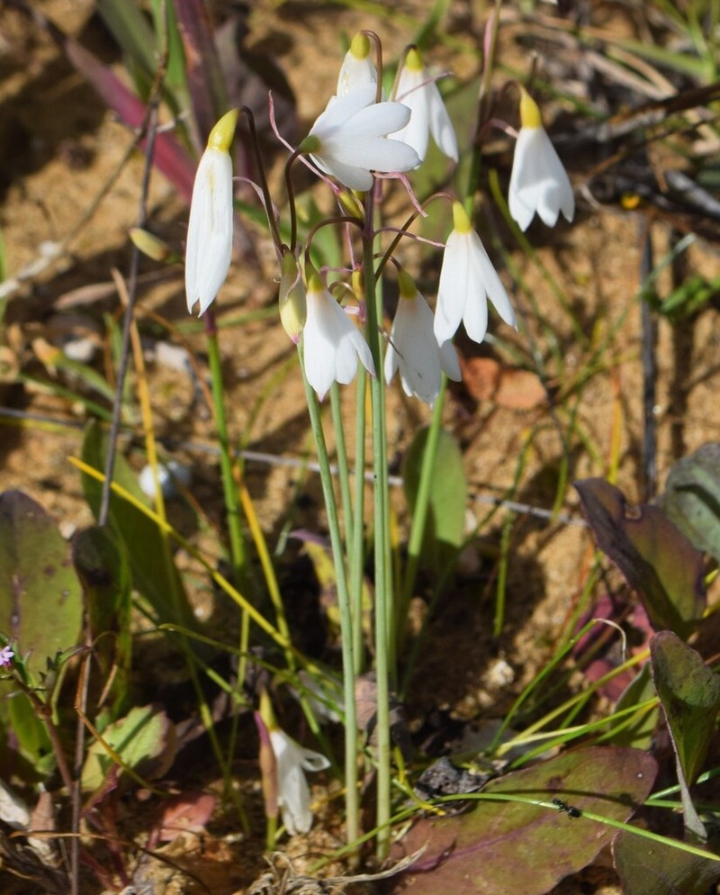 Acis trichophylla photo 8