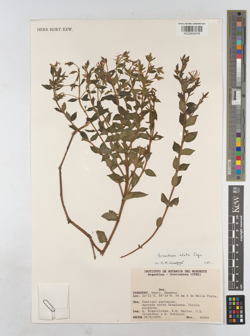 Acisanthera alata