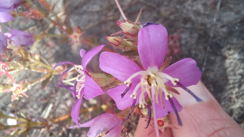 Acisanthera alsinifolia