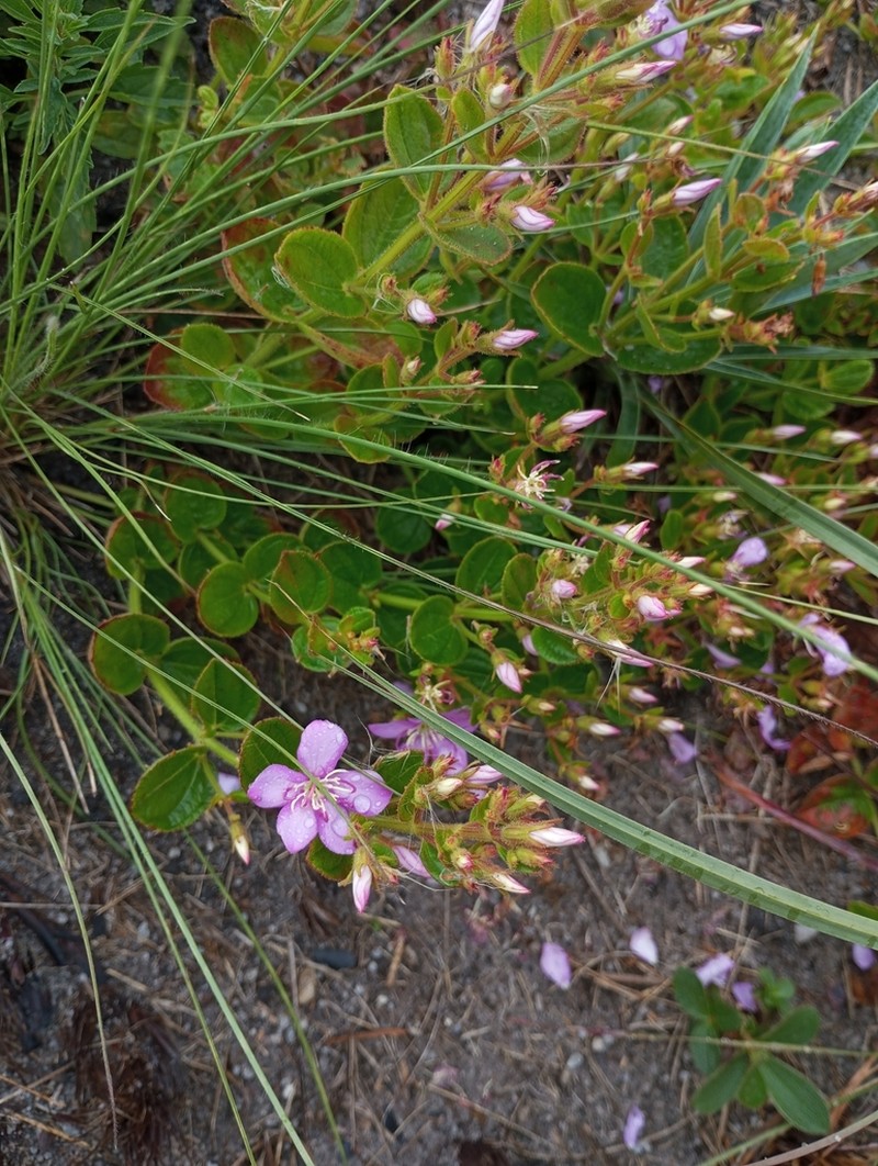 Acisanthera alsinifolia photo 2