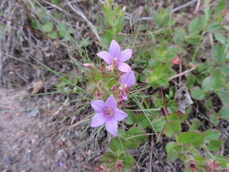 Acisanthera alsinifolia photo 3
