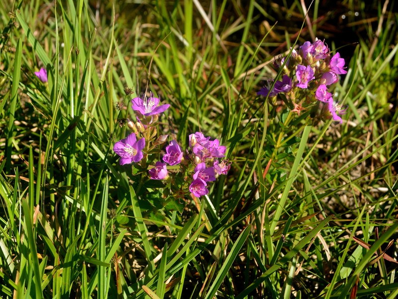 Acisanthera alsinifolia photo 4