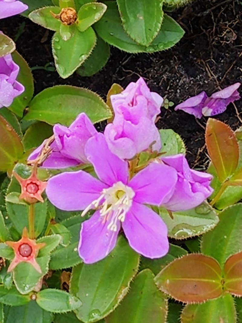 Acisanthera alsinifolia photo 5