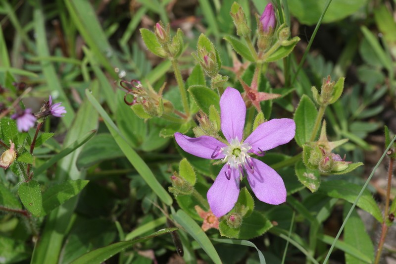 Acisanthera alsinifolia photo 6
