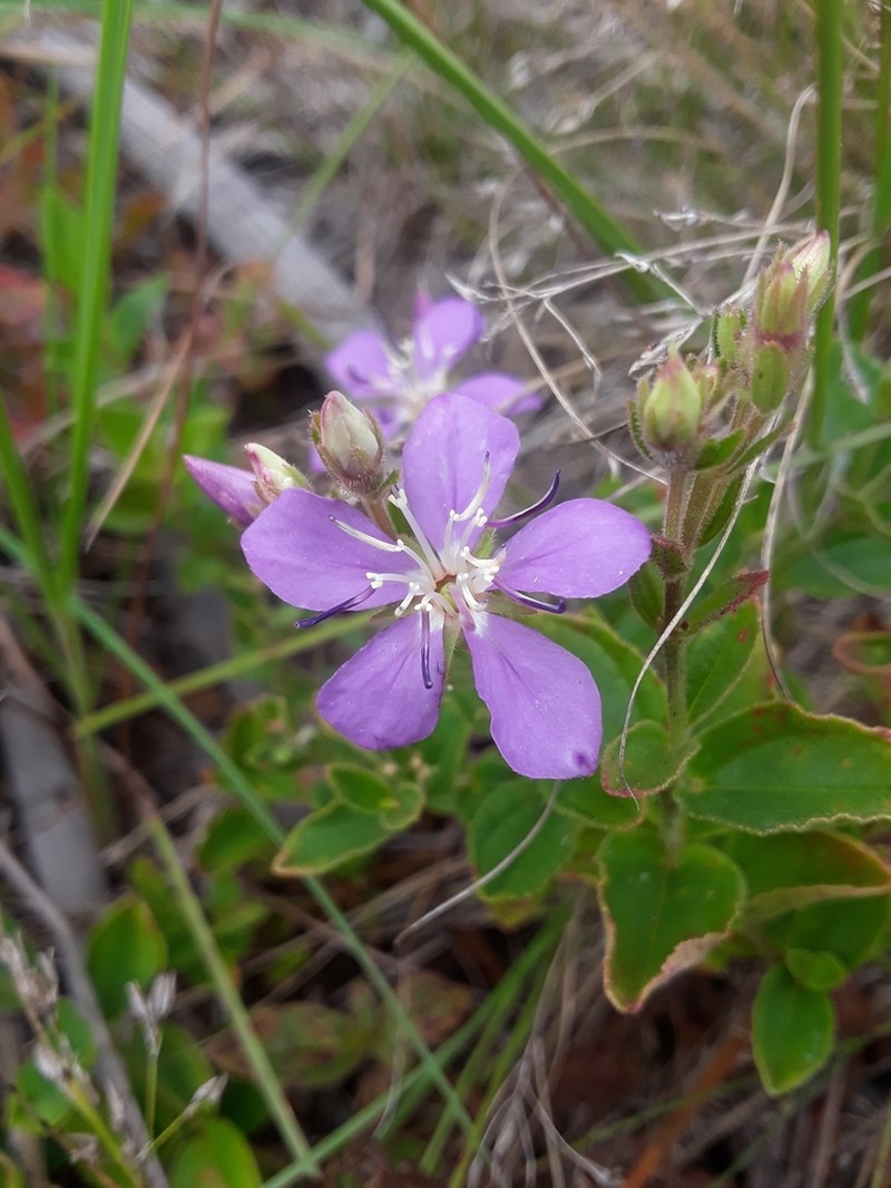 Acisanthera alsinifolia photo 7