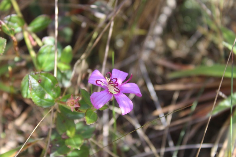 Acisanthera alsinifolia photo 8