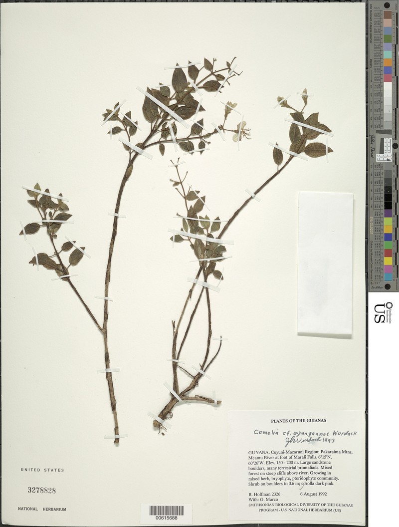 Acisanthera ayangannae photo 3