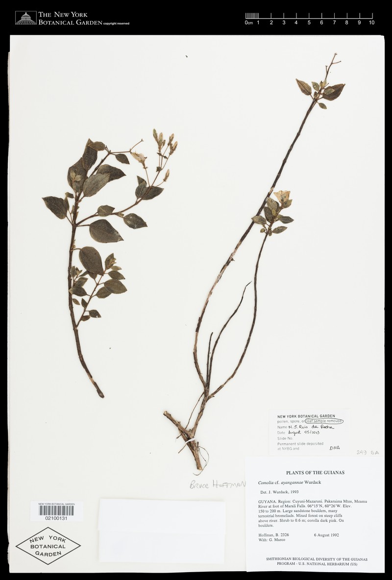Acisanthera ayangannae