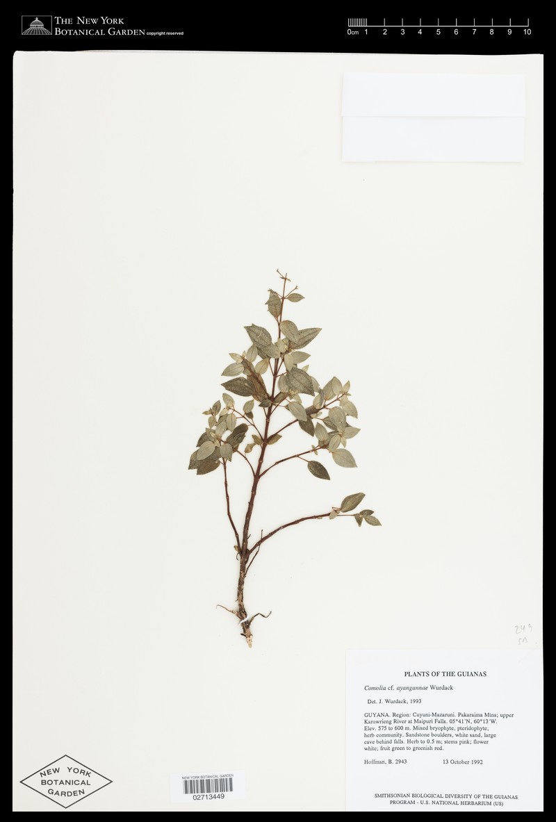 Acisanthera ayangannae photo 2
