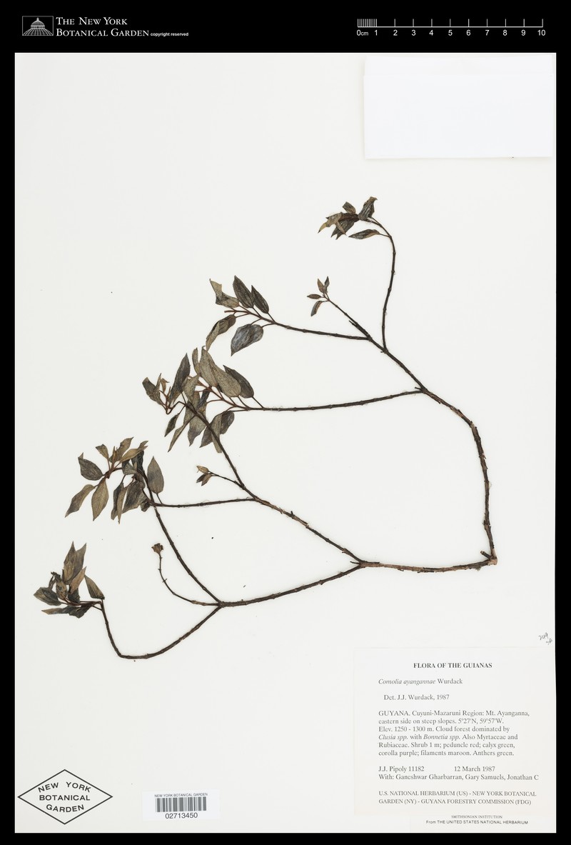 Acisanthera ayangannae photo 3