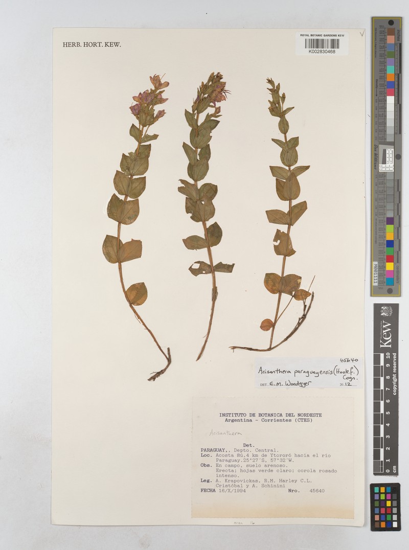 Acisanthera paraguayensis