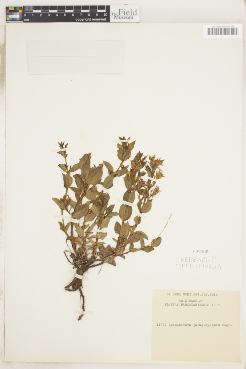 Acisanthera paraguayensis photo 2