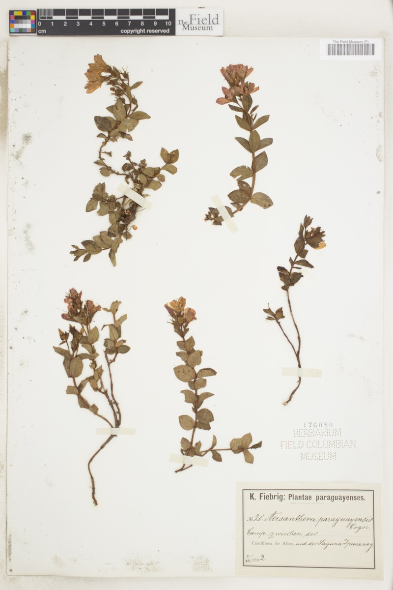 Acisanthera paraguayensis photo 3