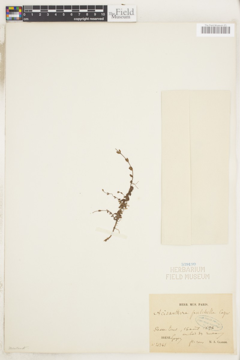 Acisanthera pulchella