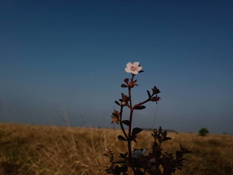 Dustseed photo 2