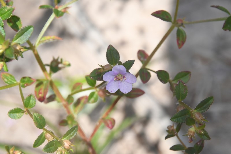 Dustseed photo 3