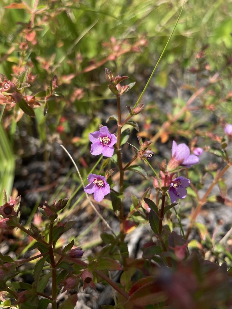 Dustseed photo 4