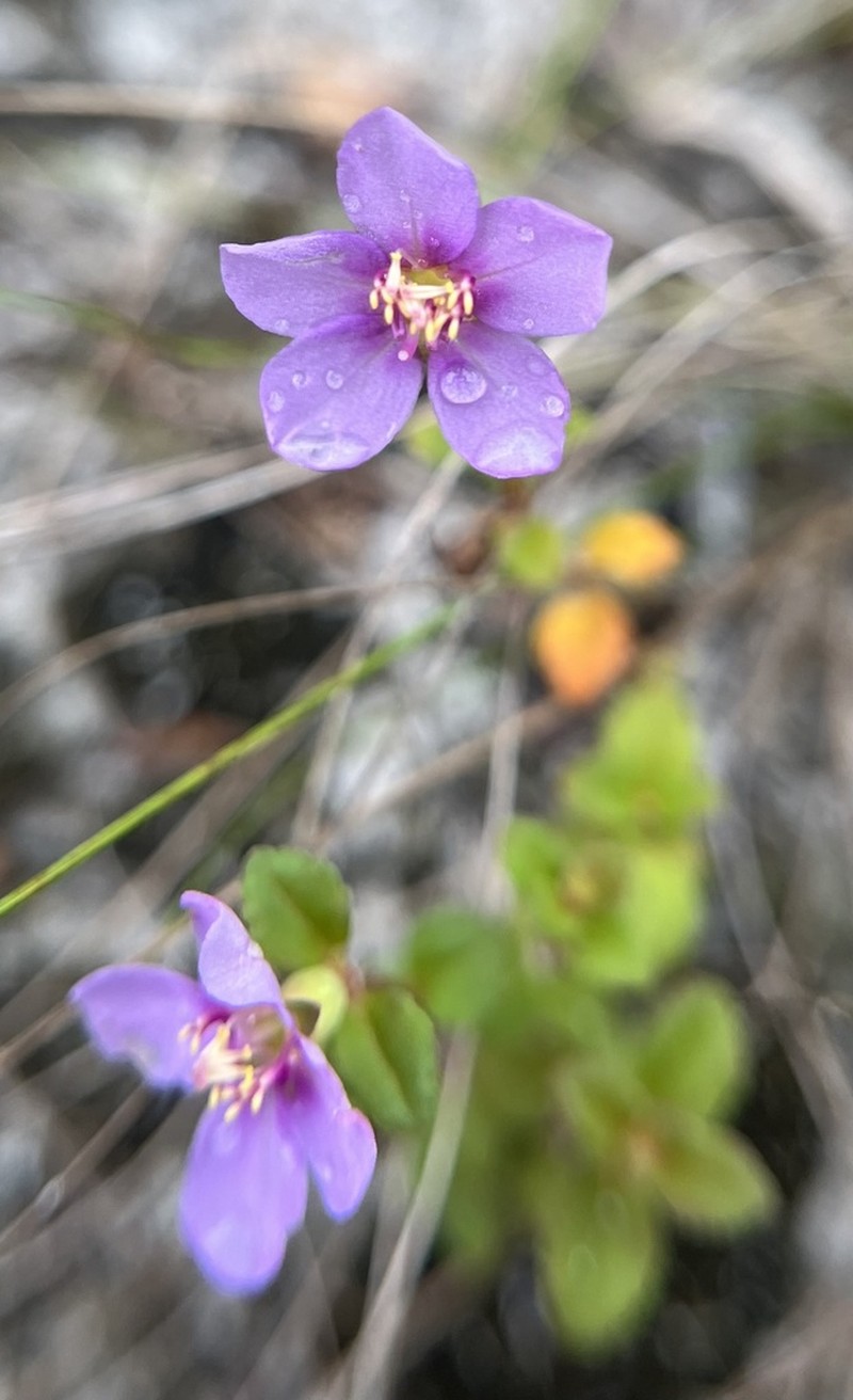 Dustseed photo 7