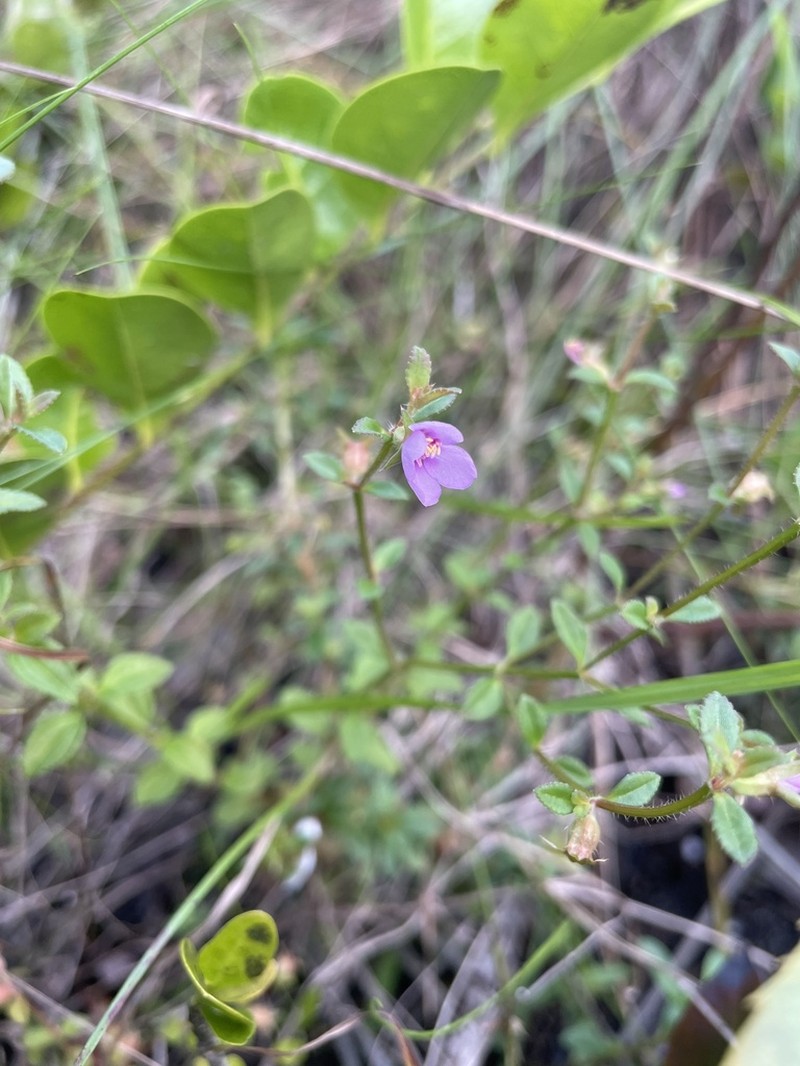 Dustseed photo 8