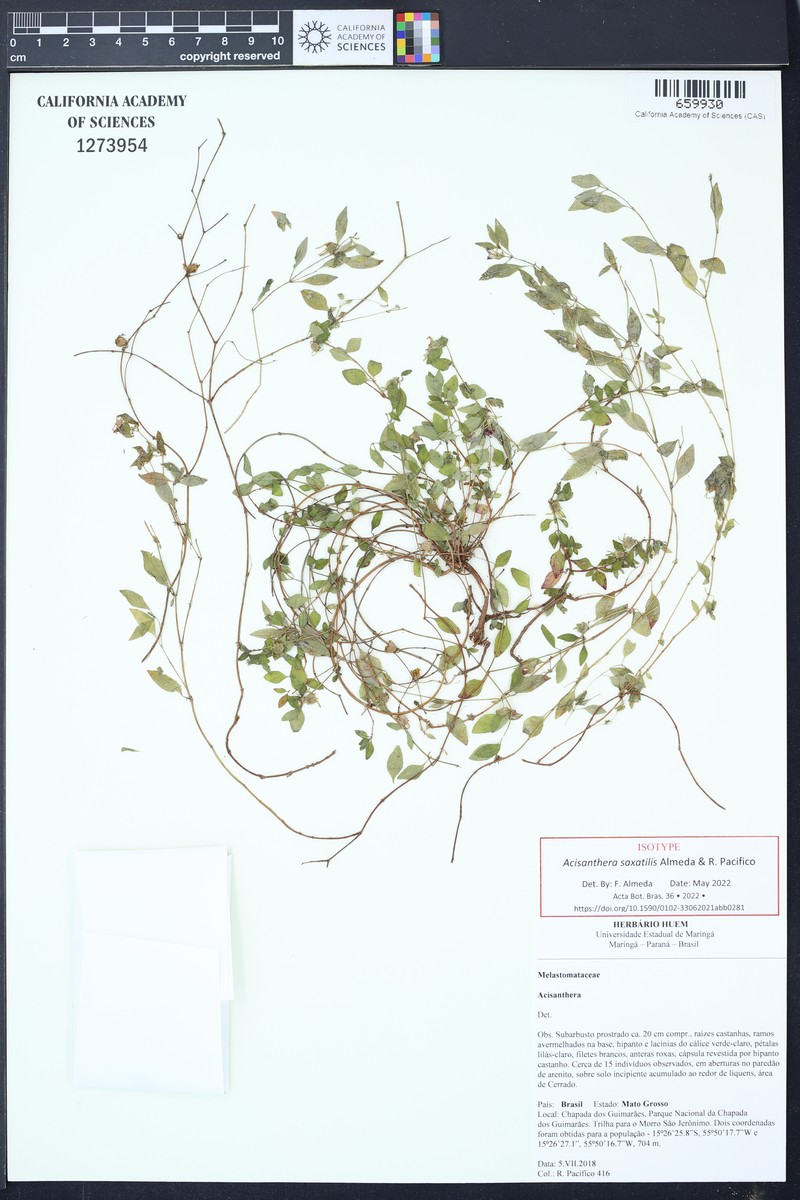 Acisanthera saxatilis