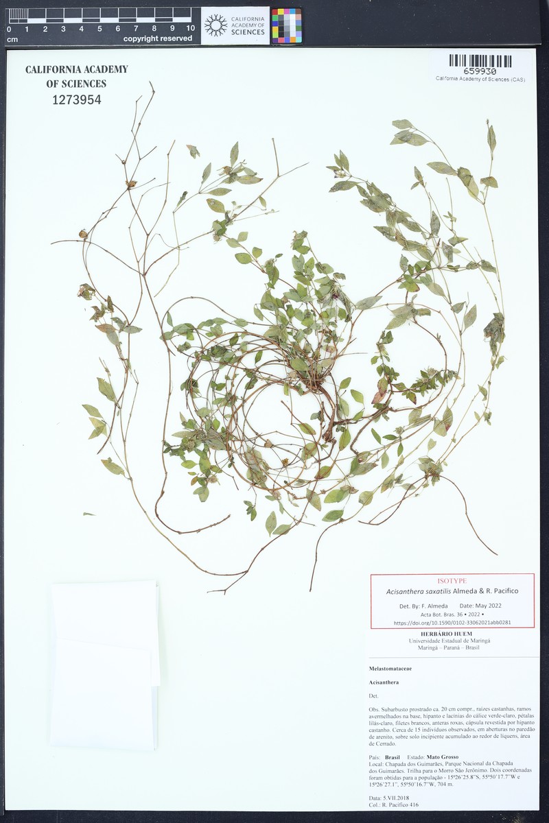 Acisanthera saxatilis