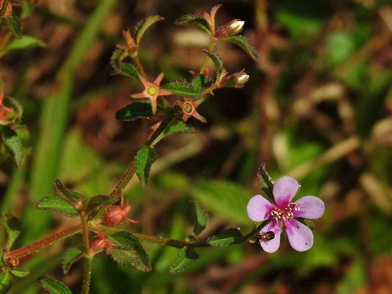 Acisanthera uniflora