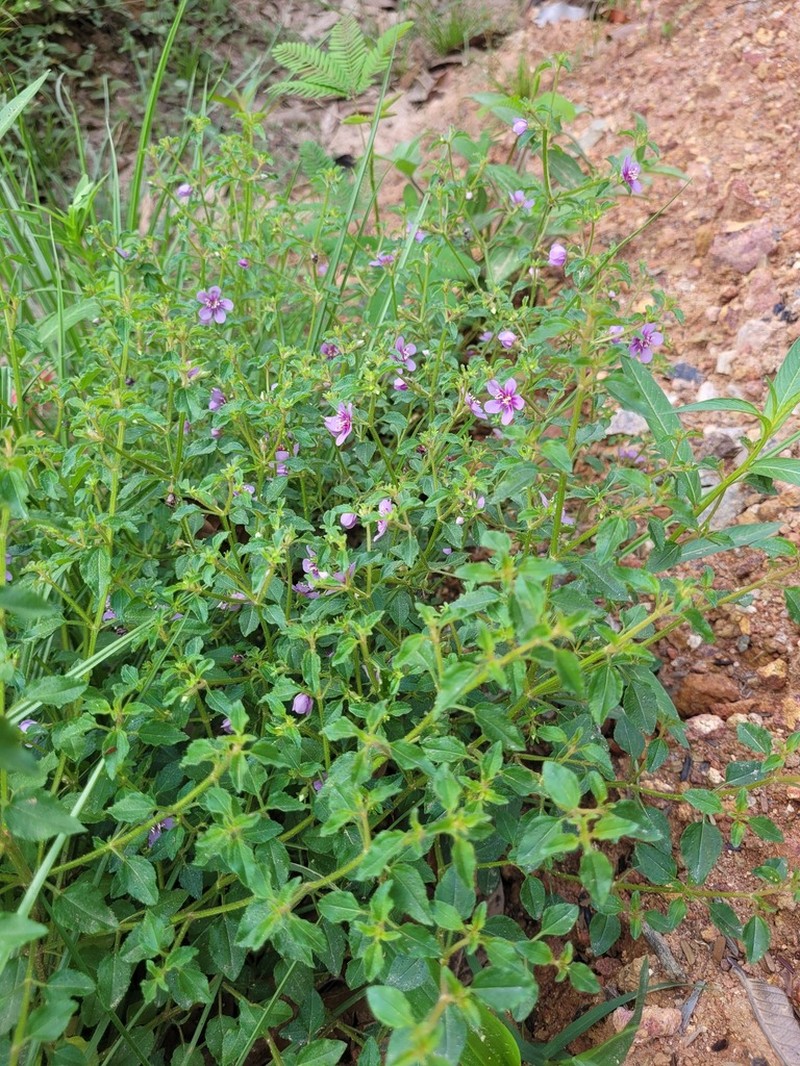 Acisanthera uniflora photo 2