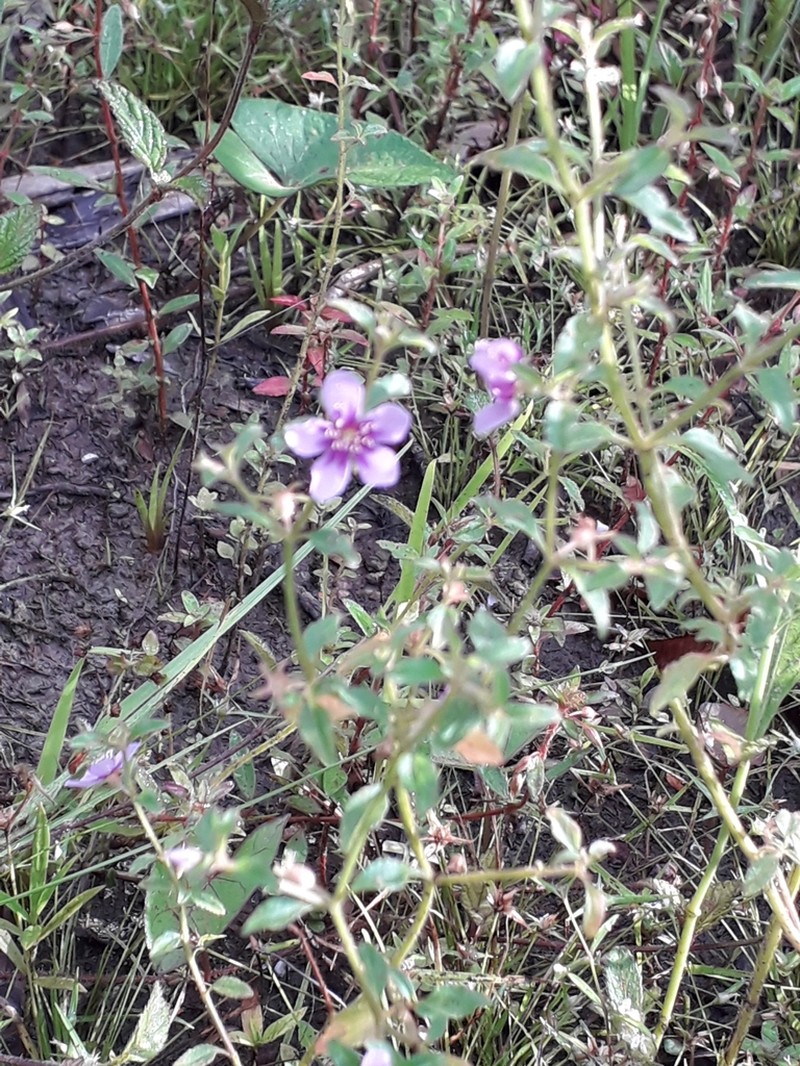 Acisanthera uniflora photo 3