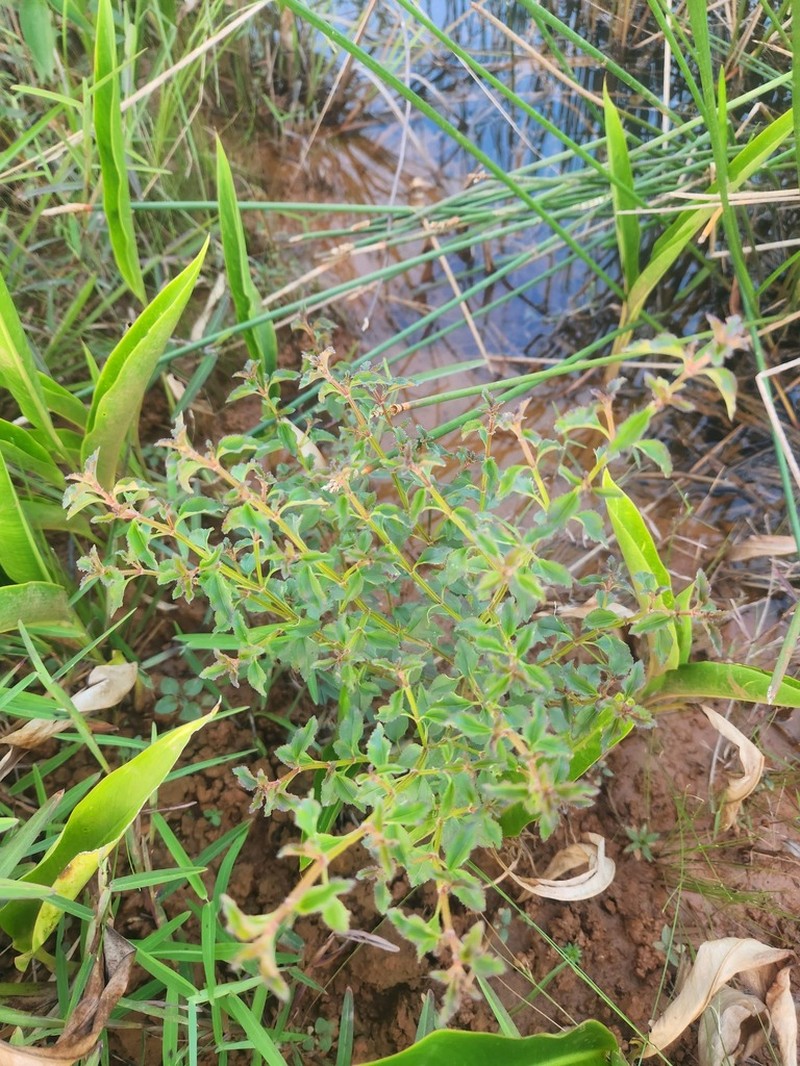 Acisanthera uniflora photo 4
