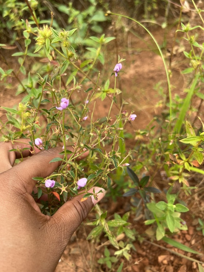 Acisanthera uniflora photo 5