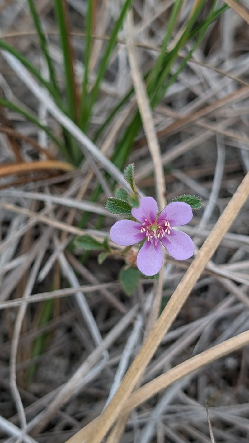 Acisanthera uniflora photo 6