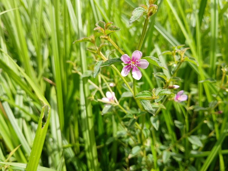 Acisanthera uniflora photo 7