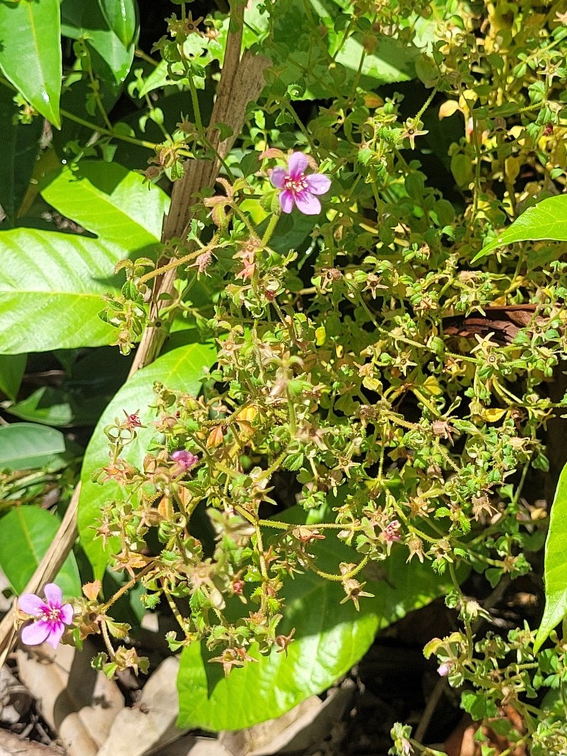 Acisanthera uniflora photo 8